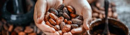 Le Cacao est en chute libre en côte d’Ivoire: la faute à El Niño